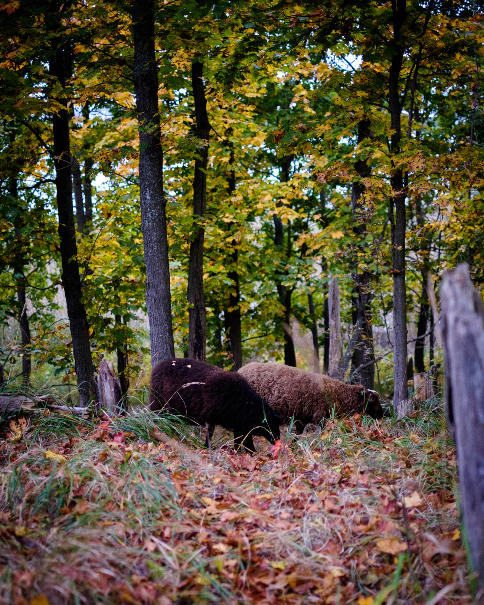 Helsingin saaret: Lammassaari ja Kuusiluoto