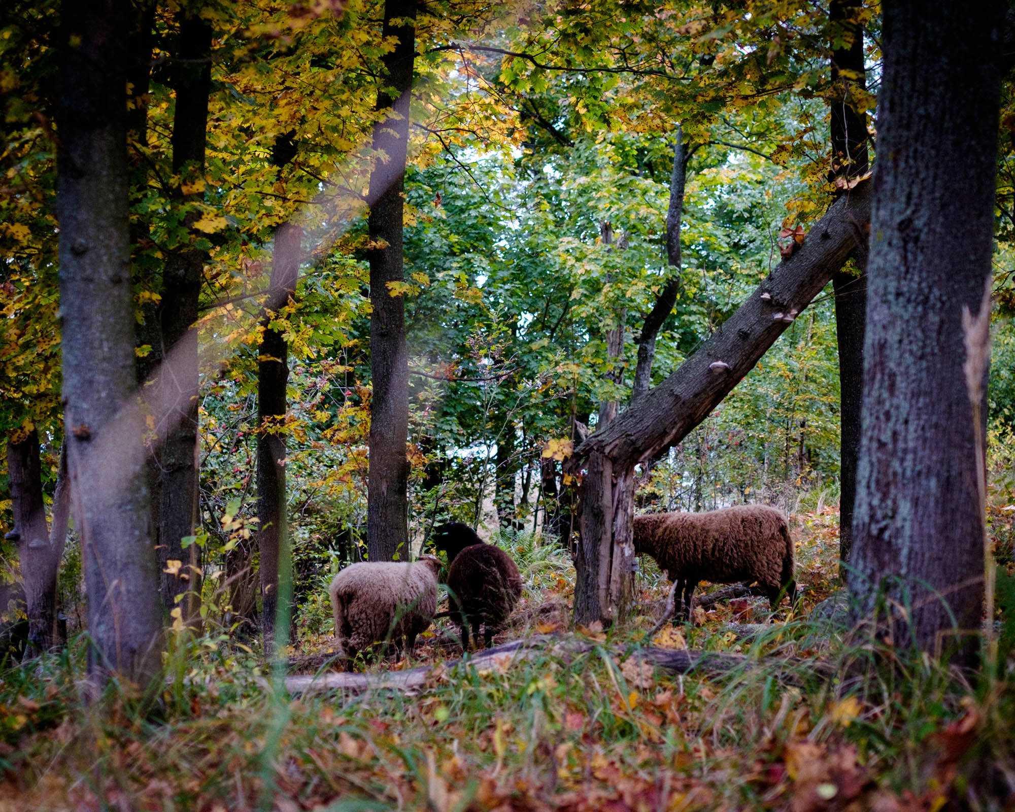 Minne tällä viikolla? 30.9.-6.10.2019