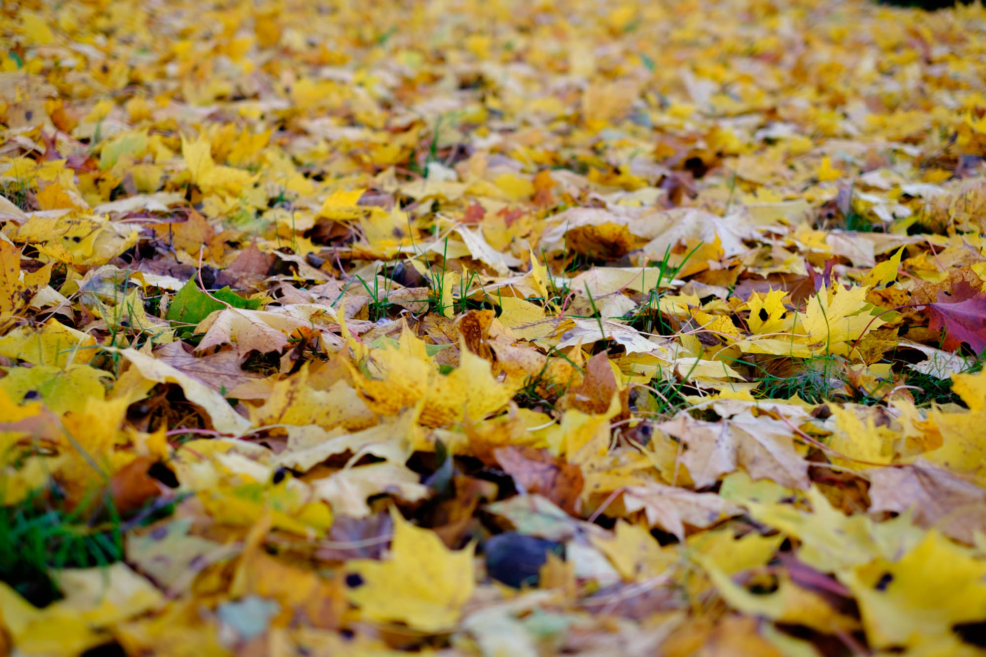 Minne tällä viikolla? 8.10.-14.10.2018