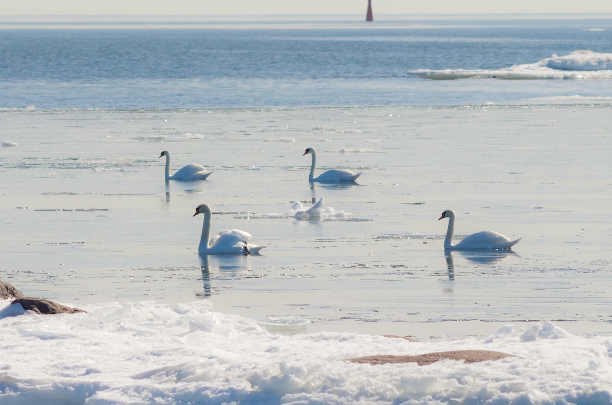 Minne tällä viikolla? 5.-11.12.2022