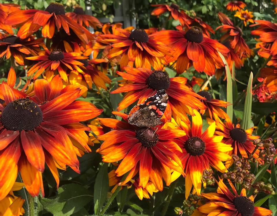 Minne tällä kesäviikolla? 5.8.-11.8.2019