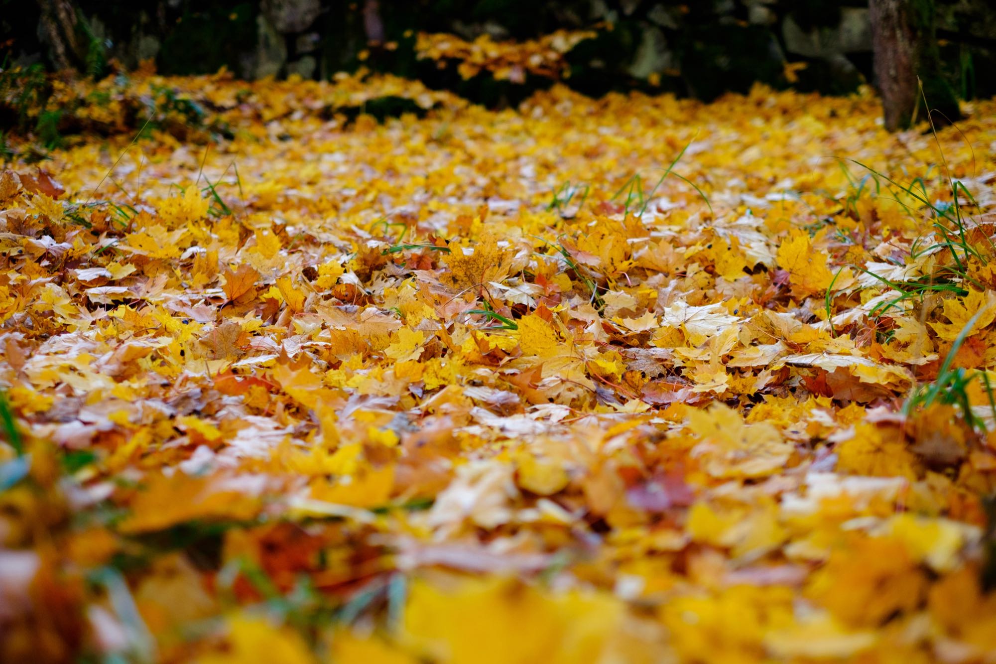 Minne tällä viikolla? 10.-16.10.2022
