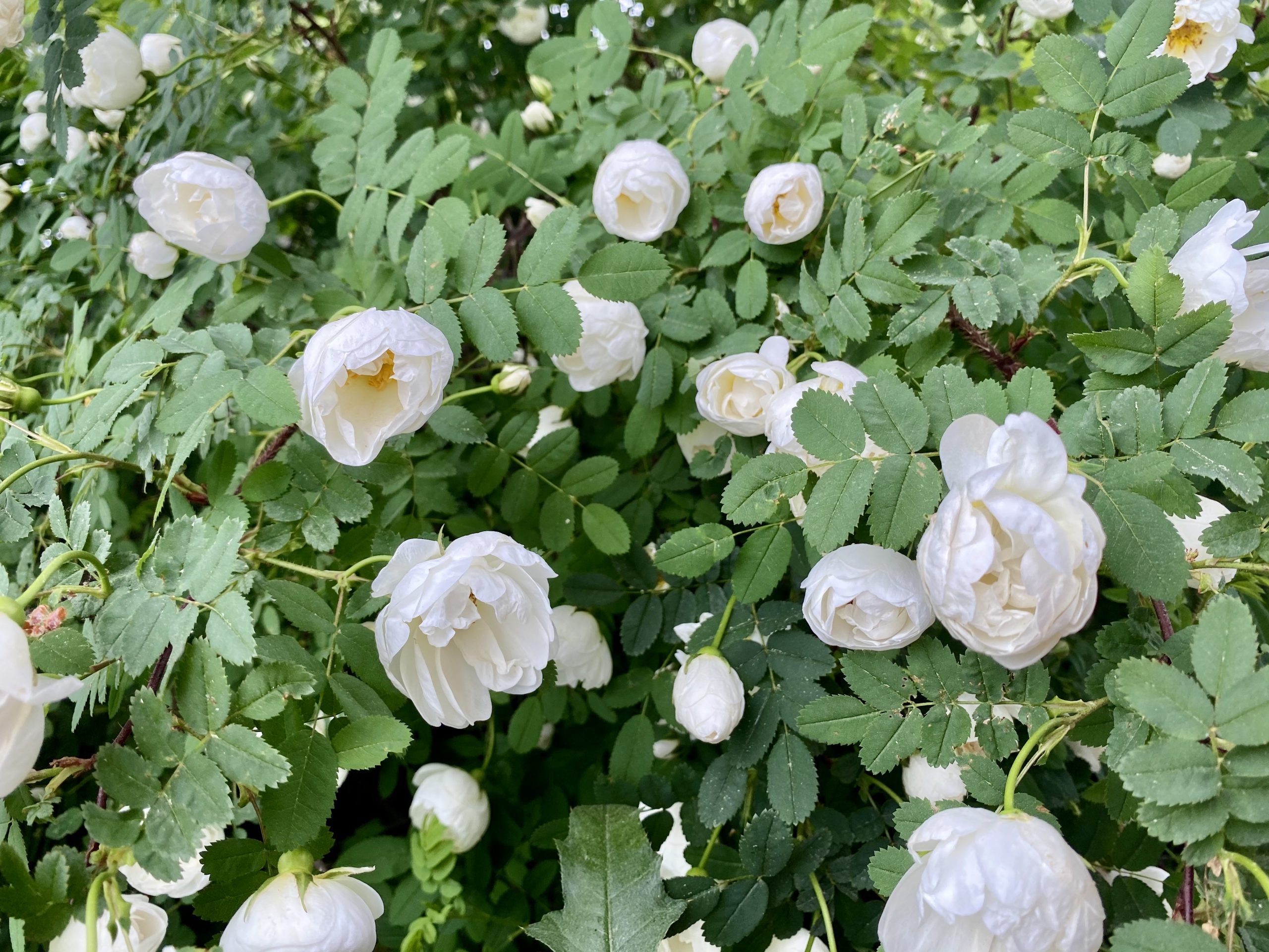 Juhannus 2020 Helsingissä