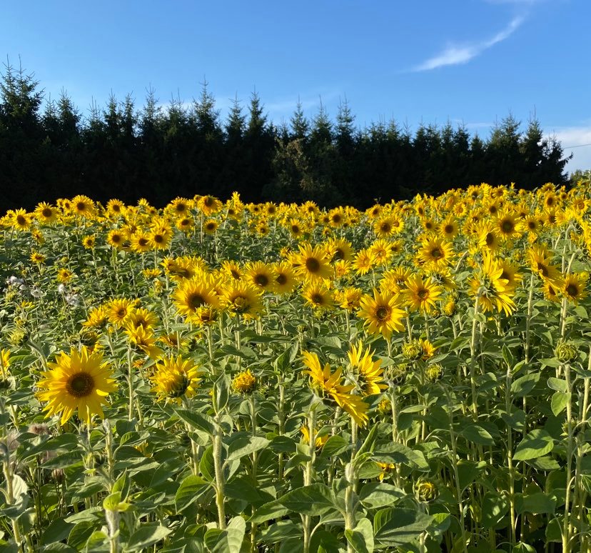 Minne tällä viikolla? 22.-28.8.2022