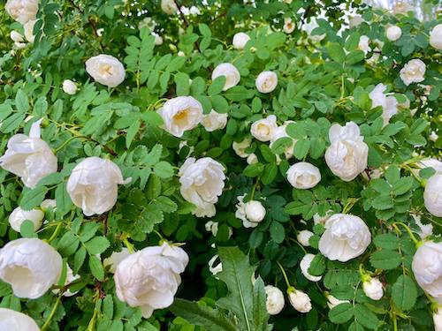 Juhannus Helsingissä 2022