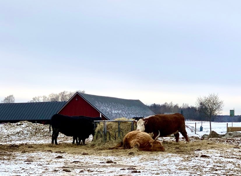 Minne tällä viikolla? 30.1.-5.2.2023