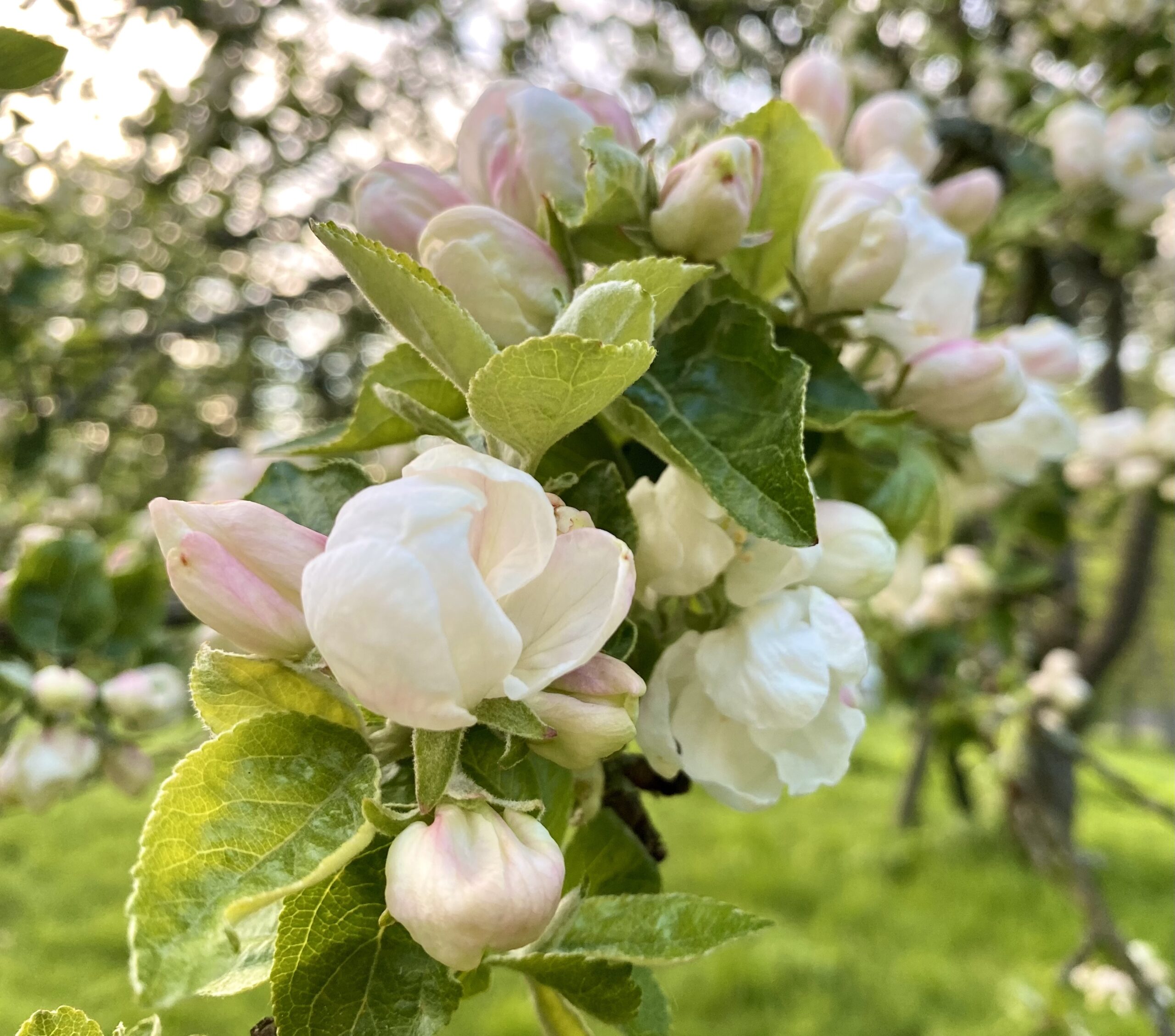 Minne tällä viikolla? 26.5.-1.6.2025