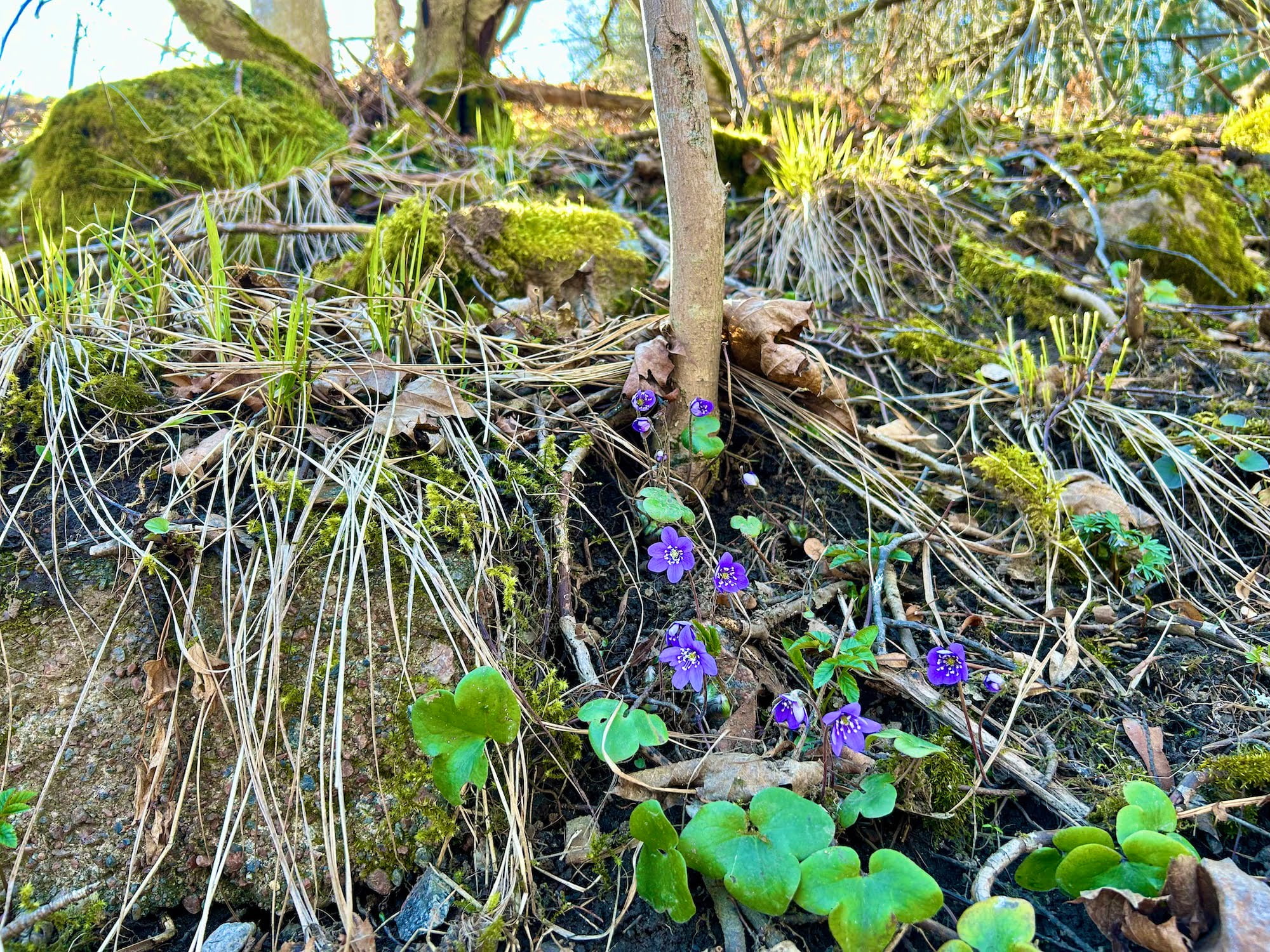 Minne tällä viikolla? 29.4.-5.5.2024