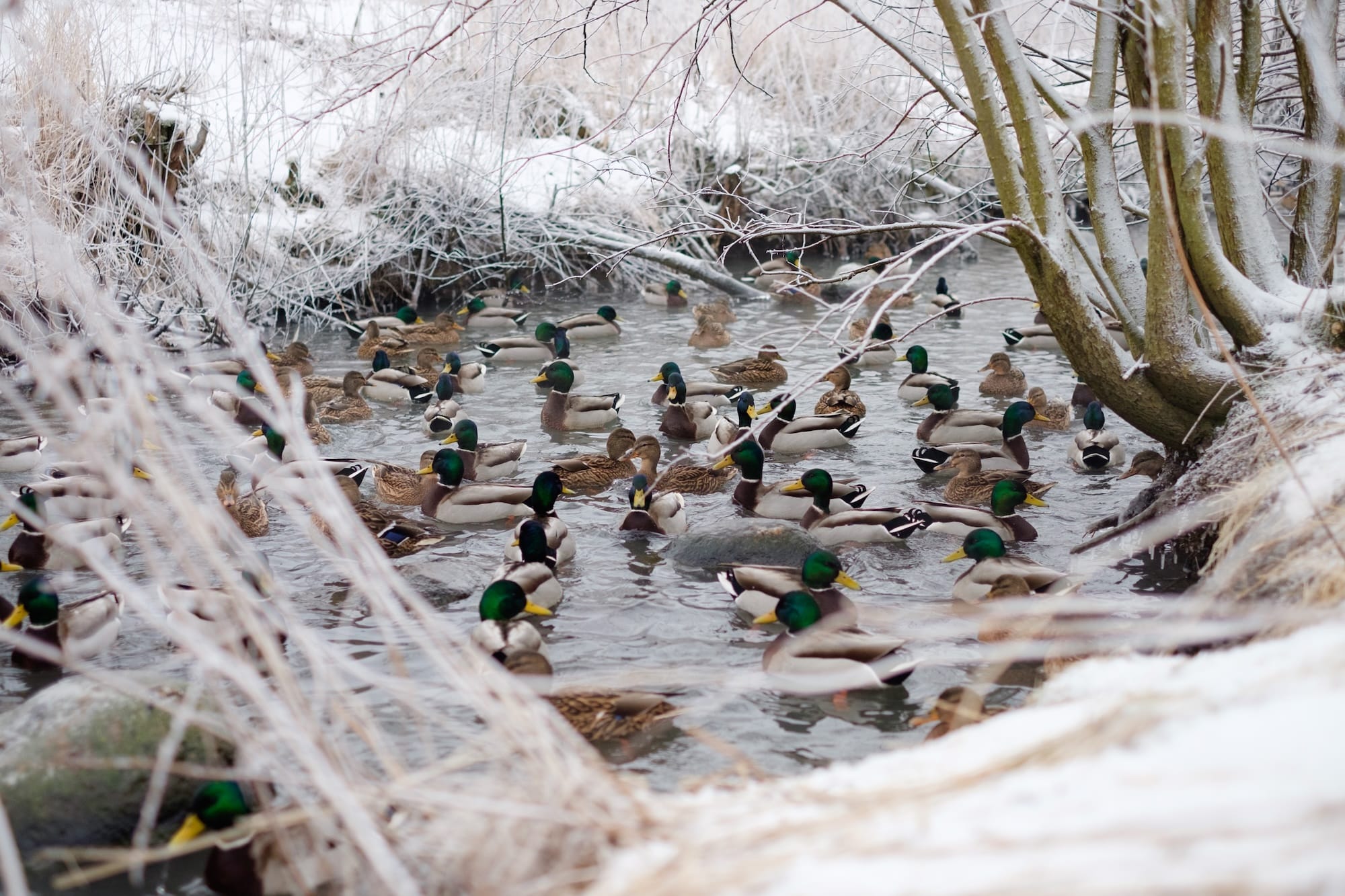 Minne tällä viikolla? 2.-8.2.2026